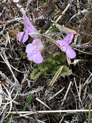 Pedicularis sylvatica hibernica