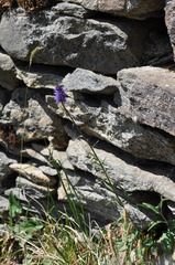 Phyteuma betonicifolium