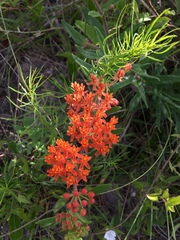 Asclepias tuberosa image