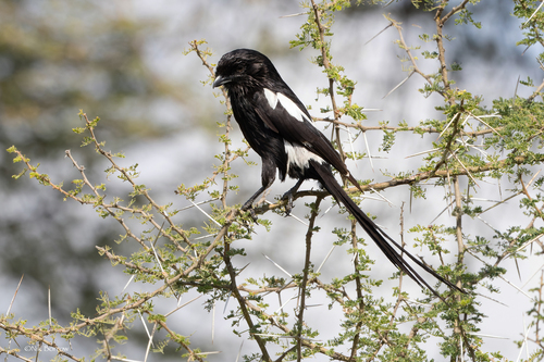 iNaturalist image