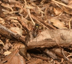 Nomada texana