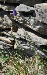 Phyteuma betonicifolium