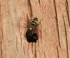 Nomada texana