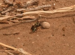 Nomada texana