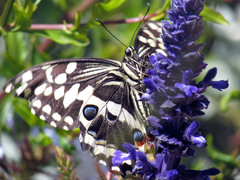 Papilio demodocus demodocus