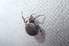 Dipoena melanogaster