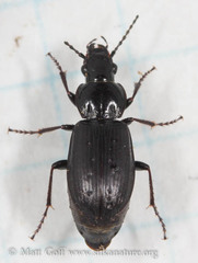 Pterostichus adstrictus