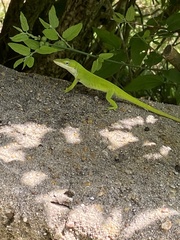Anolis carolinensis
