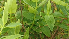 Hypericum foliosum