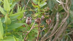 Hypericum foliosum