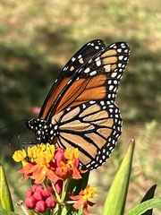 Danaus plexippus