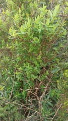 Hypericum foliosum