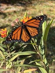 Danaus plexippus