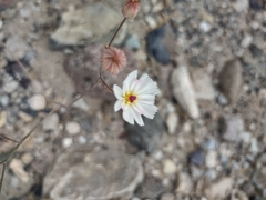 Atrichoseris platyphylla