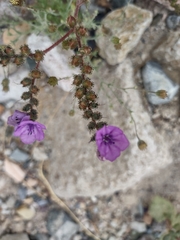 Phacelia calthifolia