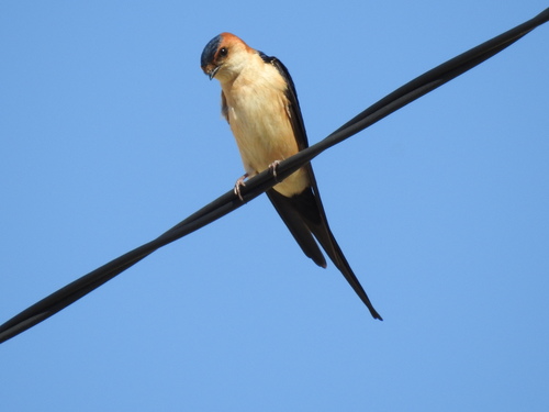 Hirondelle rousseline