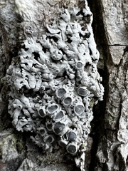 Physconia subpallida