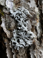 Physconia subpallida