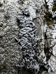 Physconia subpallida