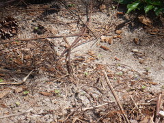 Erythrodiplax minuscula
