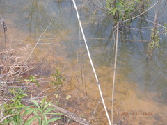 Erythrodiplax minuscula