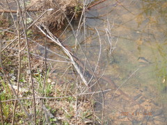 Regina septemvittata