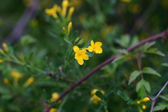 Chrysojasminum