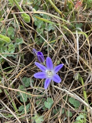 Brodiaea terrestris terrestris