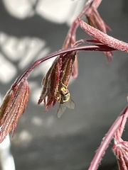 Syrphus rectus