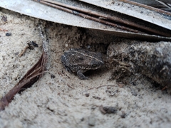 Rhinella mirandaribeiroi