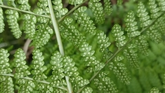 Dryopteris azorica