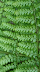 Dryopteris azorica