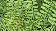 Dryopteris azorica
