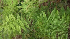 Dryopteris azorica