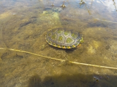 Trachemys adiutrix