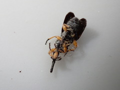 Rhopalapion longirostre