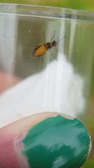 Athalia cordata