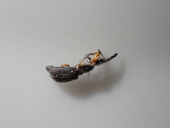 Rhopalapion longirostre