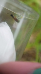 Athalia cordata
