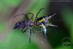 Micrathena pichincha