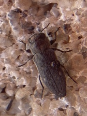 Chrysobothris lixa