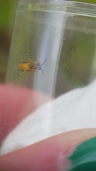 Athalia cordata