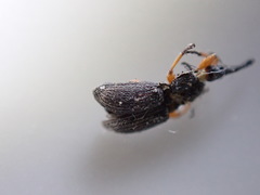 Rhopalapion longirostre