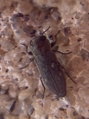Chrysobothris lixa