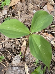 Trillium grandiflorum