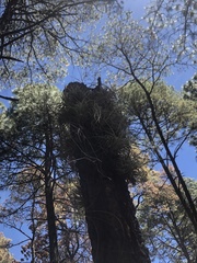 Tillandsia macdougallii