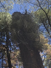 Tillandsia macdougallii