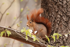 Sciurus vulgaris