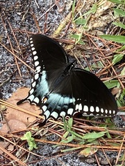 Papilio troilus