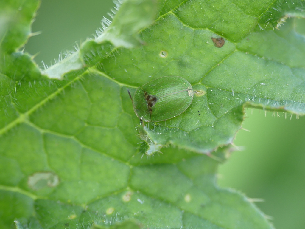 thistle-tortoise-beetle-from-49565-bramsche-deutschland-on-april-22